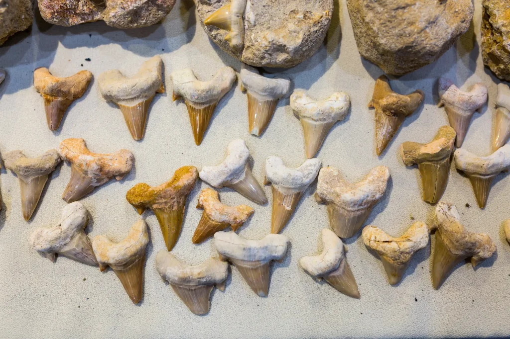 Inspiring Kids: Shark Tooth Project and Ocean Advocacy