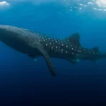 Whale Sharks in Hawaii: Where & When to See Them