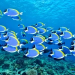 Why Marine Protected Areas Are Vital: 2024 Highlights