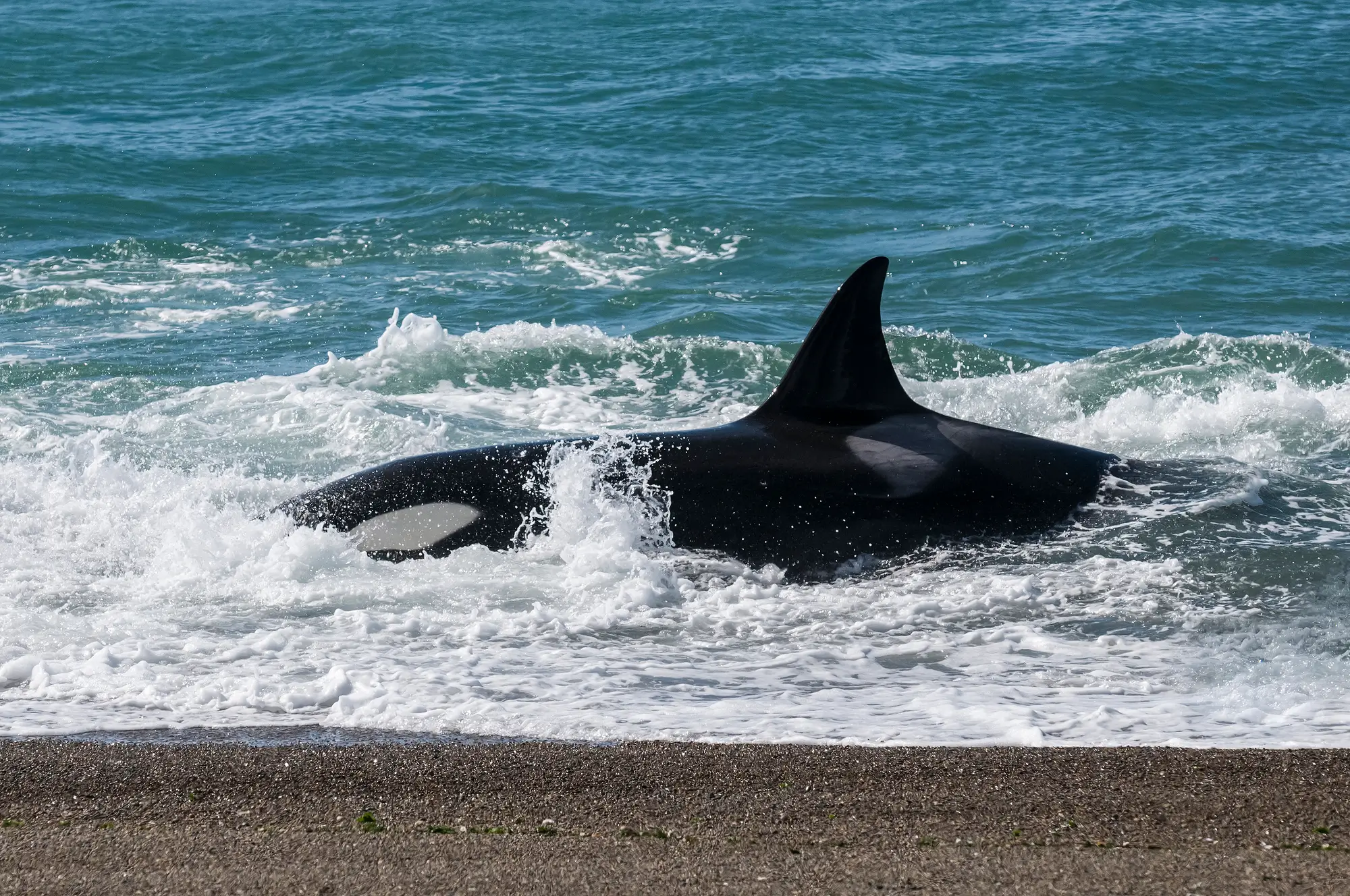 Do Orcas Really Kill Sharks? The Apex Battle Explained