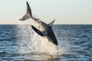 Great White Sharks Uncovered: Behavior & Surprising Facts