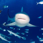 How Many Shark Attacks in 2024? Latest Stats & Diving Insights