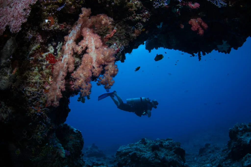 Palau Diving: Why The World's First Shark Sanctuary Is Still A Must-Dive