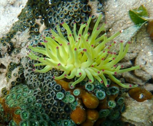 Bocas Del Toro Anemone Coral